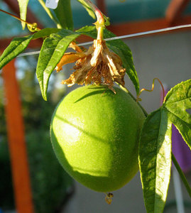 Maypops - Passion Flower