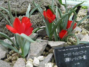 Tulipa montana