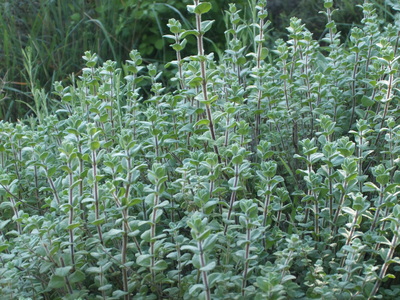 Origanum syriacum