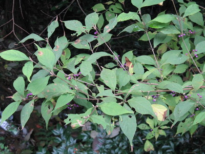 Callicarpa japonica