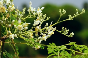 Horseradish Tree