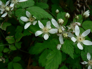 Pacific Dewberry