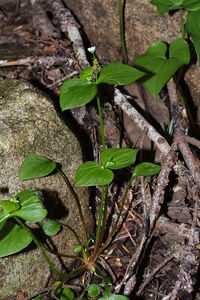 Siberian miner's lettuce