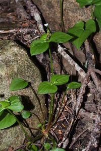 Siberian miner's lettuce