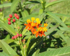 Scarlet or Yellow Mexican Milkweed - 50 seeds