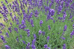 Lavender