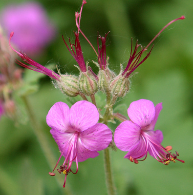 Geranium macrorrhizum