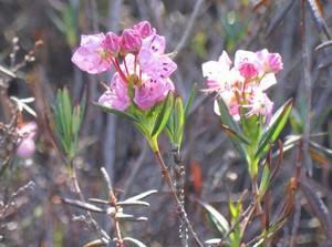 Swamp Laurel