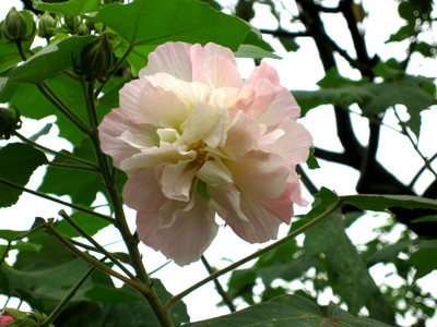 Hibiscus mutabilis