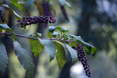 Phytolacca dodecandra