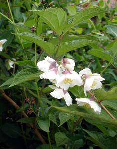 Philadelphus purpurascens