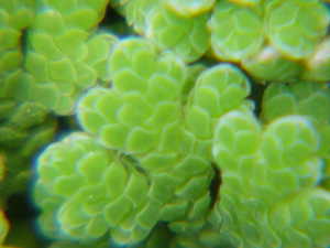 Azolla