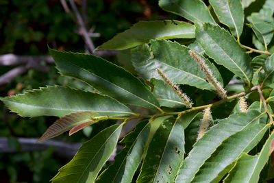 Castanea ozarkensis