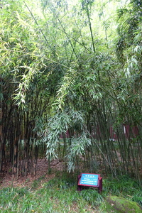 Reddish bamboo