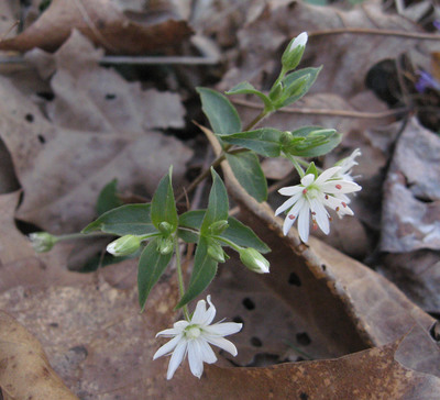 Stellaria pubera