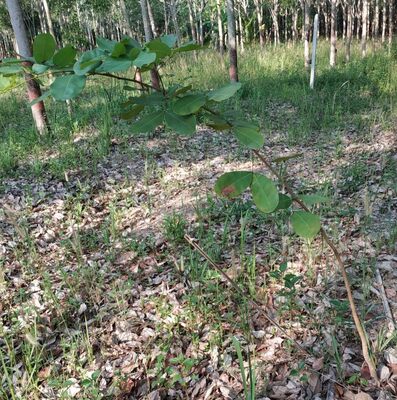 2 year old makha tree. New growth usually drooping over