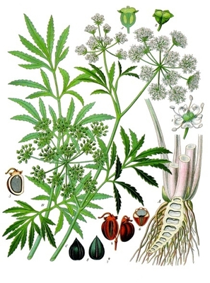 Cicuta virosa