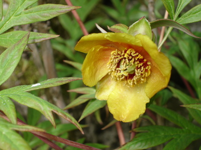 Paeonia delavayi