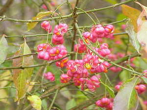 Spindle Tree