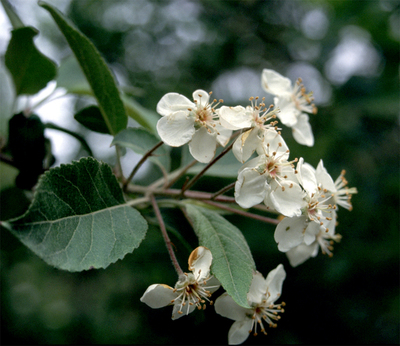 Malus fusca