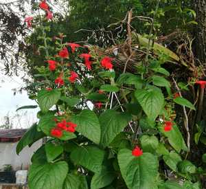 Salvia Coccinea Lady in red