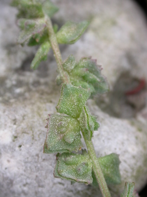 Atriplex glabriuscula