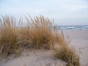 Beach Grass