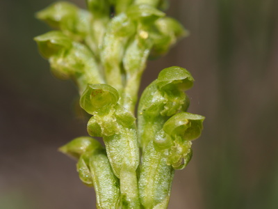 Microtis unifolia