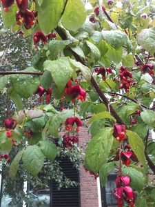 Euonymus