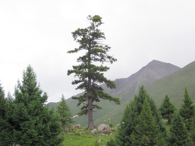 Picea purpurea