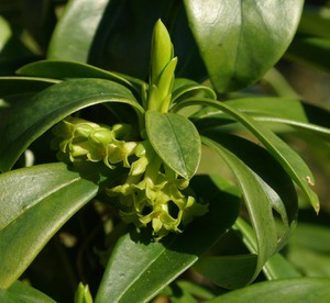 Spurge Laurel