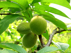 Chinese Wild Peach