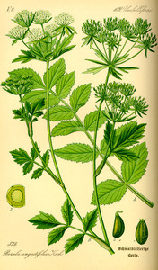 Cutleaf Waterparsnip