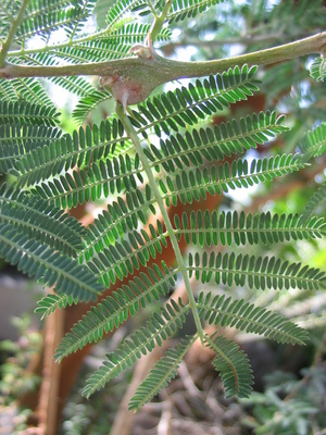 Vachellia seyal