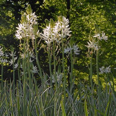 Camassia leichtlinii 'Sacajawea'