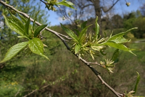 Hardy rubber tree