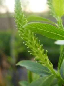 Almond-Leaved Willow