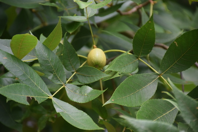 Carya texana