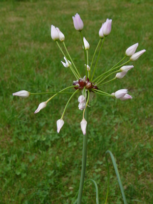 Allium unifolium