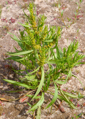 Rumex maritimus