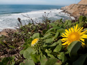 Gumweed