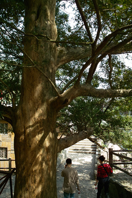 Torreya grandis