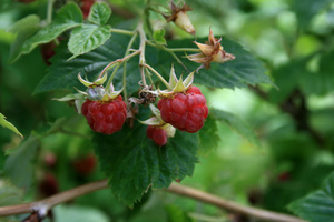 Red raspberry