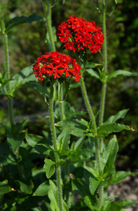 Maltese-cross