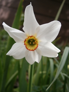 Poet's Narcissus