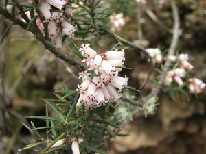 Lissanthe strigosa