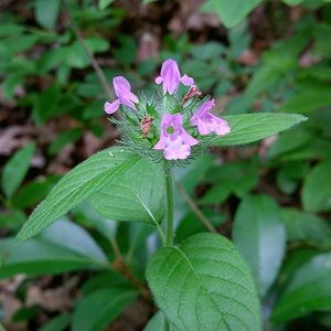 Wild Basil