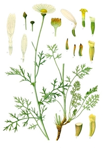 Dalmation Pellitory