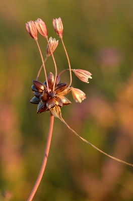 Allium oleraceum