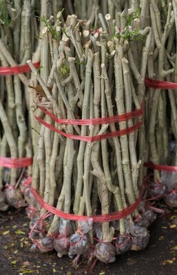 typical bundle of cha-om shoots in plant markets